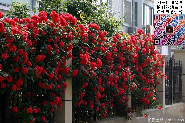 藤本月季 藤本月季