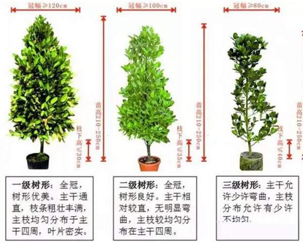 什么樣的苗木才算得上是優(yōu)質(zhì)苗 什么樣的苗木才算得上是優(yōu)質(zhì)苗