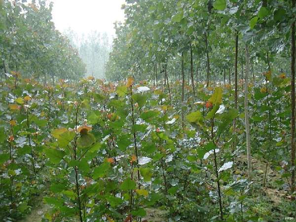 白楊樹(shù)苗的售價(jià) 白楊樹(shù)苗的售價(jià)