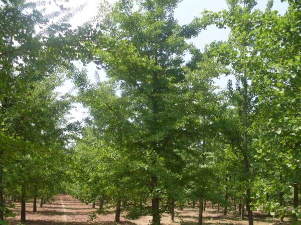 銀杏樹(shù)圖片 銀杏樹(shù)圖片