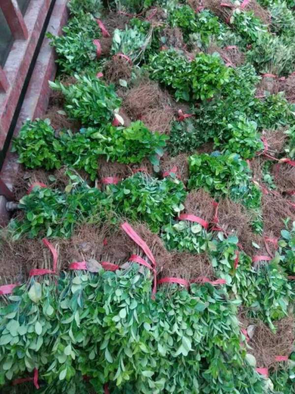 大葉黃楊扦插苗 大葉黃楊扦插苗