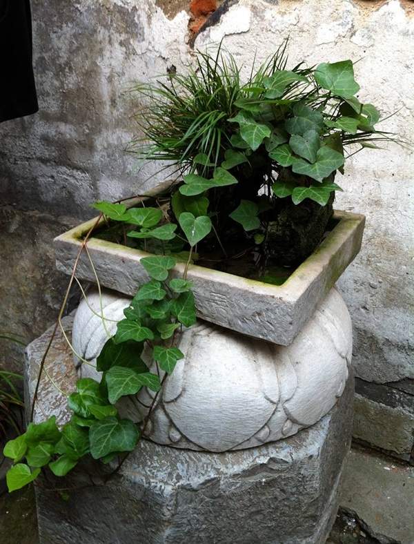 常春藤附木盆景 常春藤附木盆景