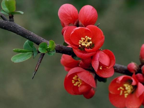 貼梗海棠 貼梗海棠