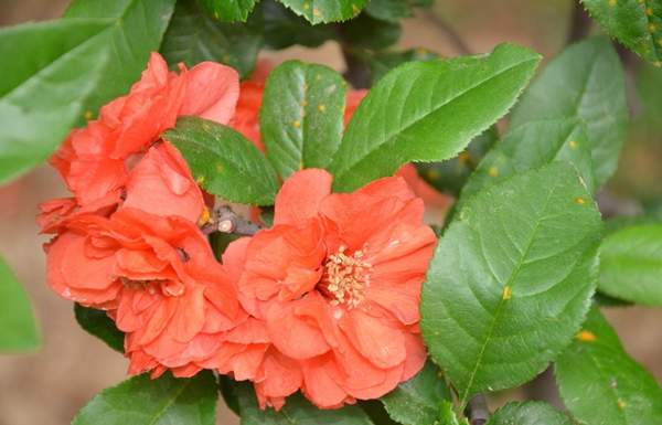 貼梗海棠 貼梗海棠