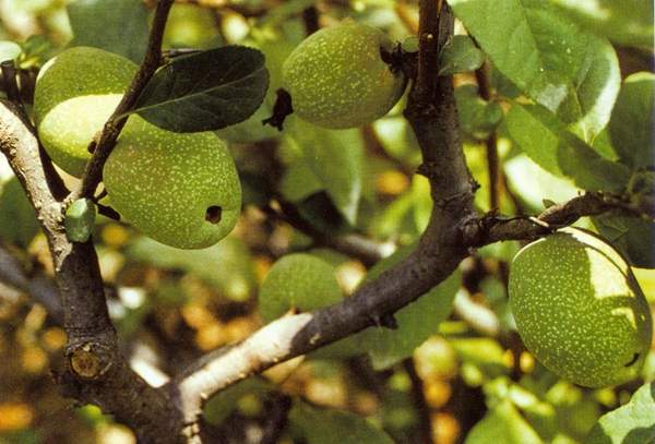 貼梗海棠果 貼梗海棠果