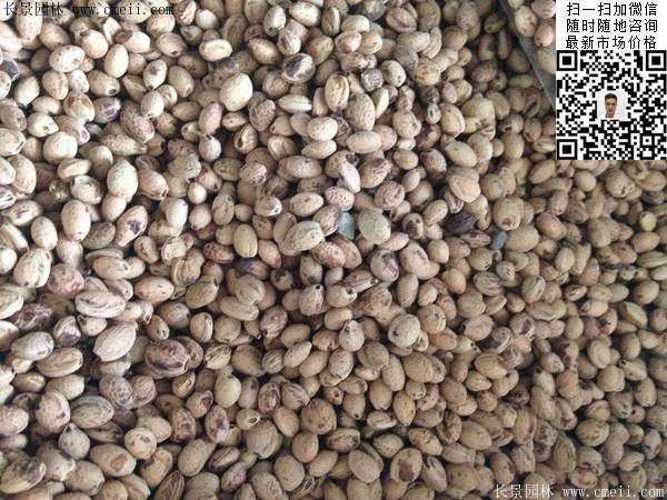 櫻花種子 櫻花種子