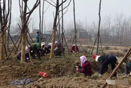 行道樹挖樹穴 行道樹挖樹穴