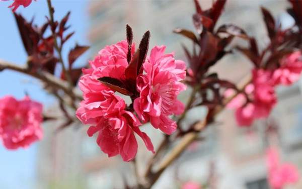 紅花紅葉碧桃--長景園林 紅花紅葉碧桃--長景園林
