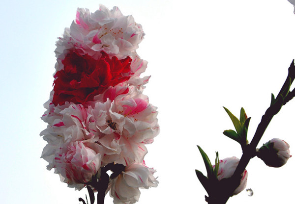 紅白碧桃-長景園林 紅白碧桃-長景園林