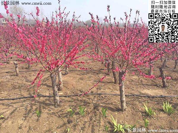 碧桃基地--長景園林 碧桃基地--長景園林