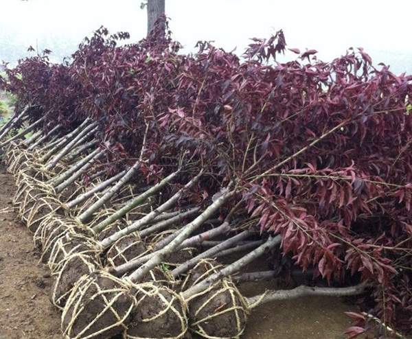 紫葉碧桃發貨--長景園林 紫葉碧桃發貨--長景園林