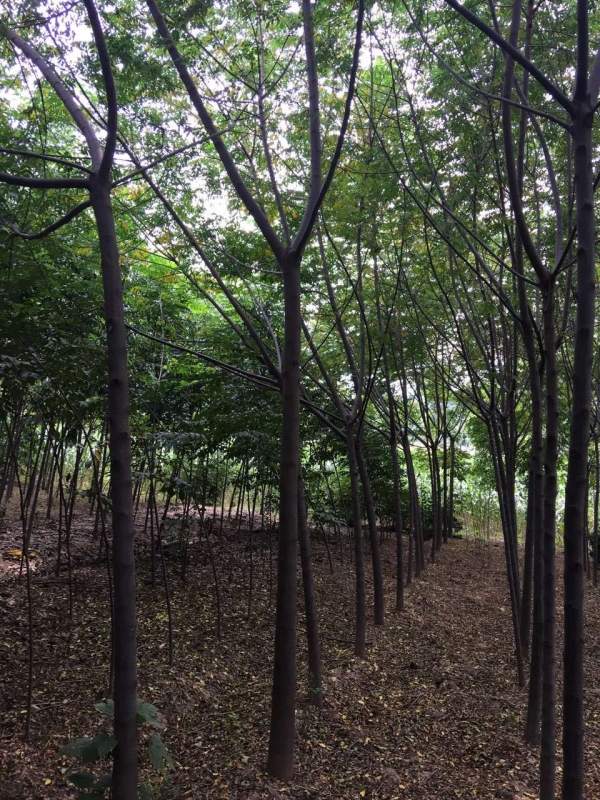 精品12公分13公分14公分大規格苦楝樹圖片 精品12公分13公分14公分大規格苦楝樹圖片