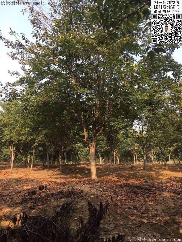 地徑14公分15公分16公分櫻花樹 地徑14公分15公分16公分櫻花樹