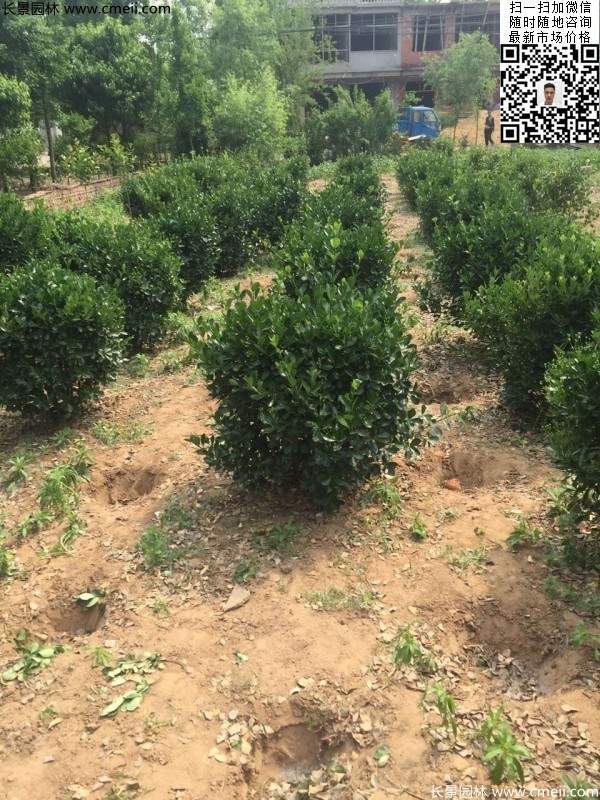 冠幅30公分40公分50公分大葉黃楊球 冠幅30公分40公分50公分大葉黃楊球