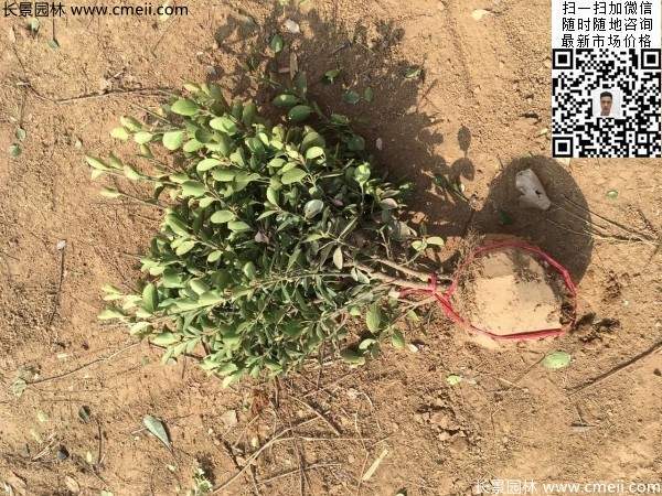 冠幅30公分40公分50公分大葉黃楊球 冠幅30公分40公分50公分大葉黃楊球