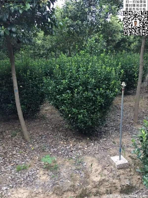 冠幅70公分80公分大葉黃楊球 冠幅70公分80公分大葉黃楊球