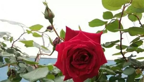 御用馬車(Etoile de Hollande，Climbing)