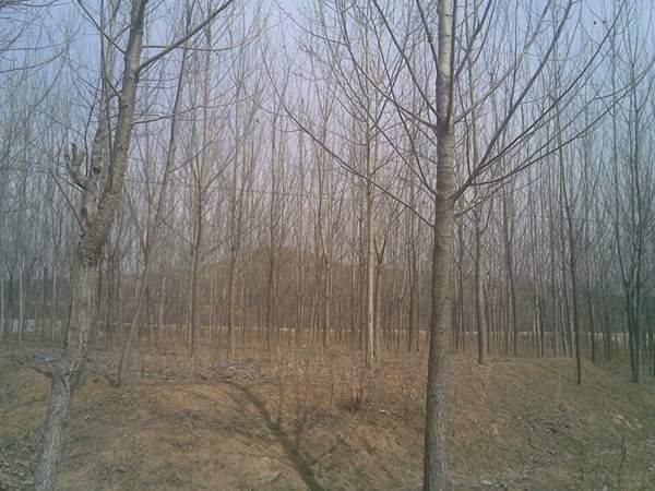 速生楊樹 速生楊樹