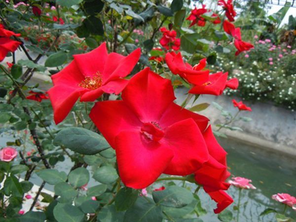 ‘火焰舞’ ‘火焰舞’