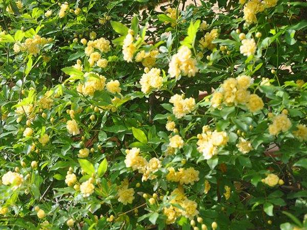 重瓣黃木香 重瓣黃木香