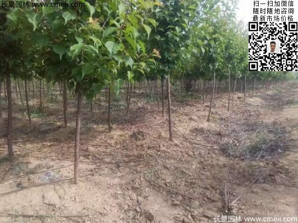 國內(nèi)數(shù)一數(shù)二紅梅花產(chǎn)地，你知道幾個