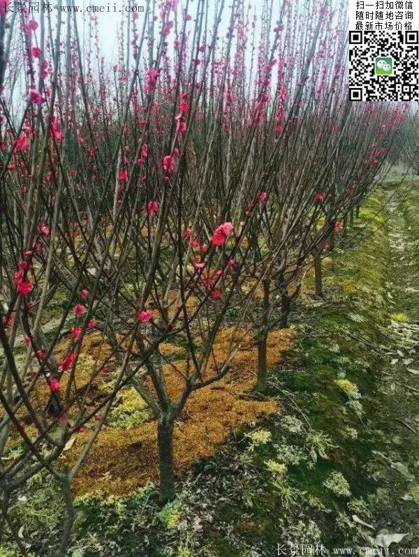 國內(nèi)數(shù)一數(shù)二紅梅花產(chǎn)地，你知道幾個