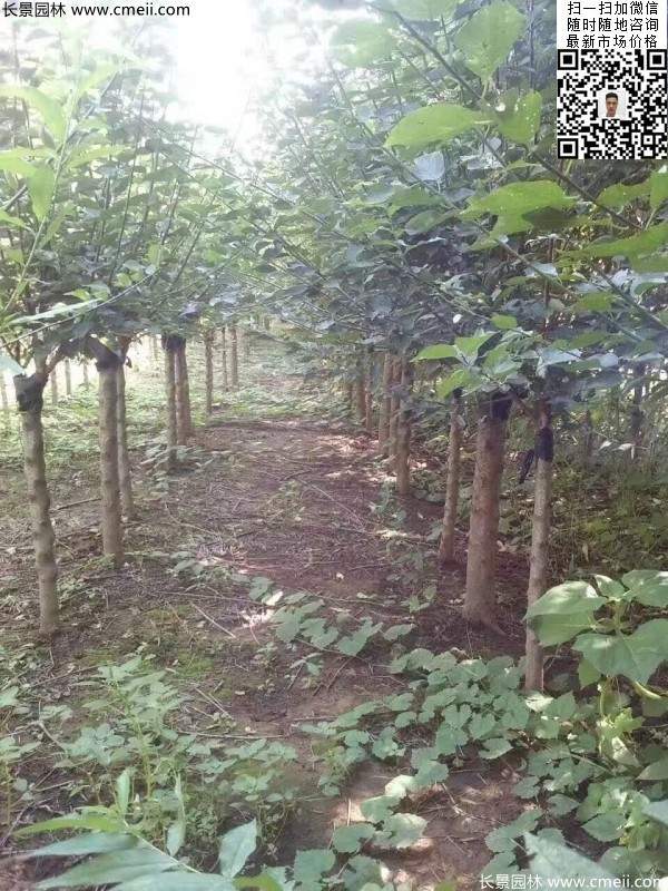 國內(nèi)數(shù)一數(shù)二紅梅花產(chǎn)地，你知道幾個