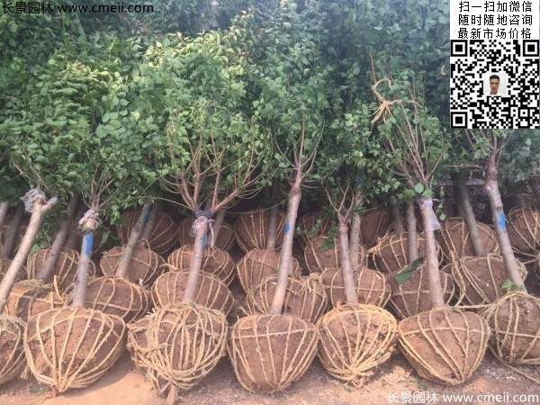 國內(nèi)數(shù)一數(shù)二紅梅花產(chǎn)地，你知道幾個