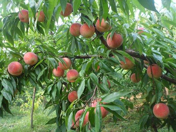 想知道桃樹結果多的秘訣嗎？