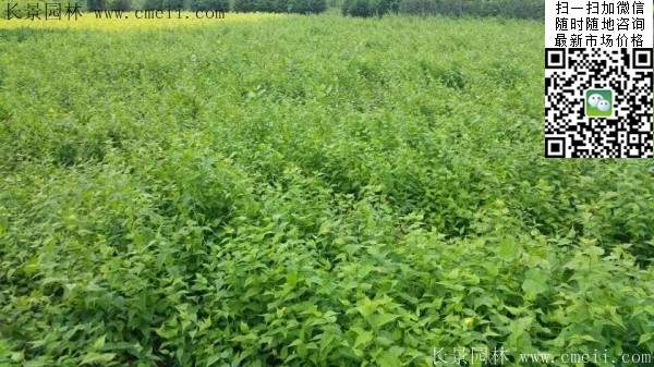 馬蘭棣棠--長景園林 馬蘭棣棠--長景園林