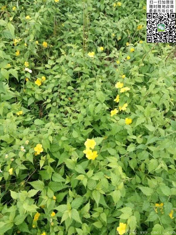 馬蘭棣棠--長景園林 馬蘭棣棠--長景園林