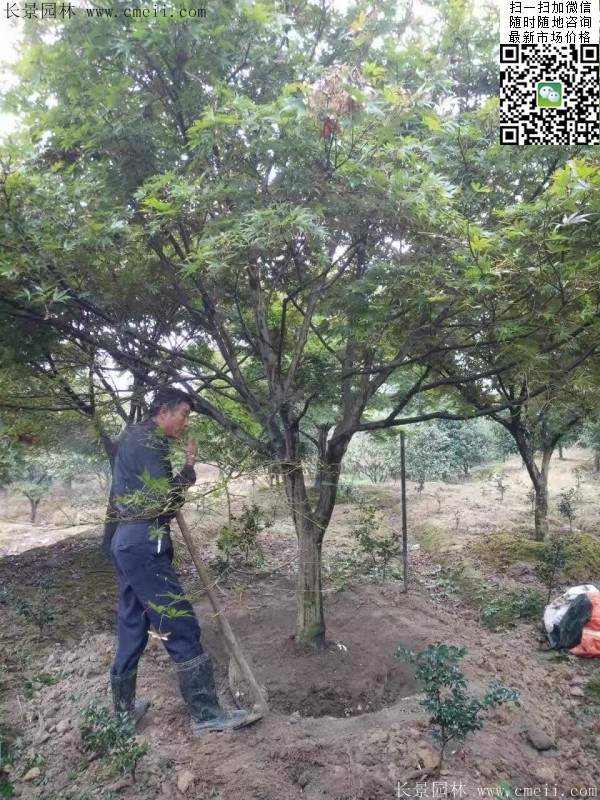 紅楓基地 紅楓基地