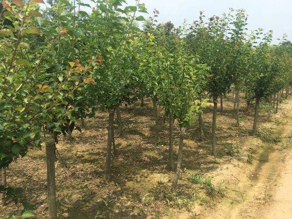 高端、大氣、上檔次的紅梅