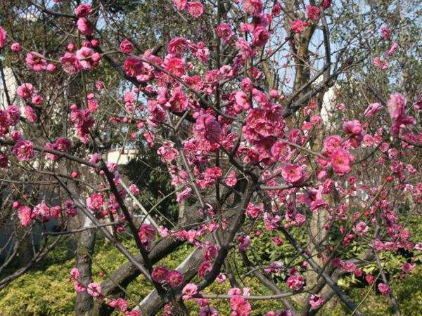 高端、大氣、上檔次的紅梅