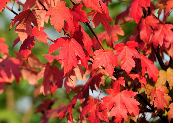 美國紅楓 美國紅楓