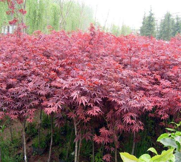 中國紅楓 中國紅楓