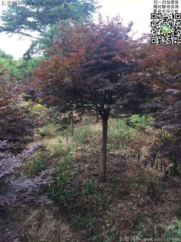 精品紅楓樹 精品紅楓樹