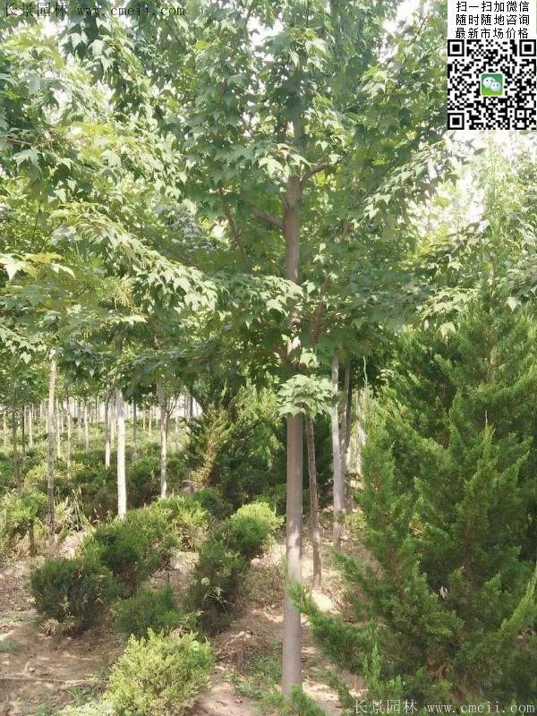 紅楓樹基地 紅楓樹基地