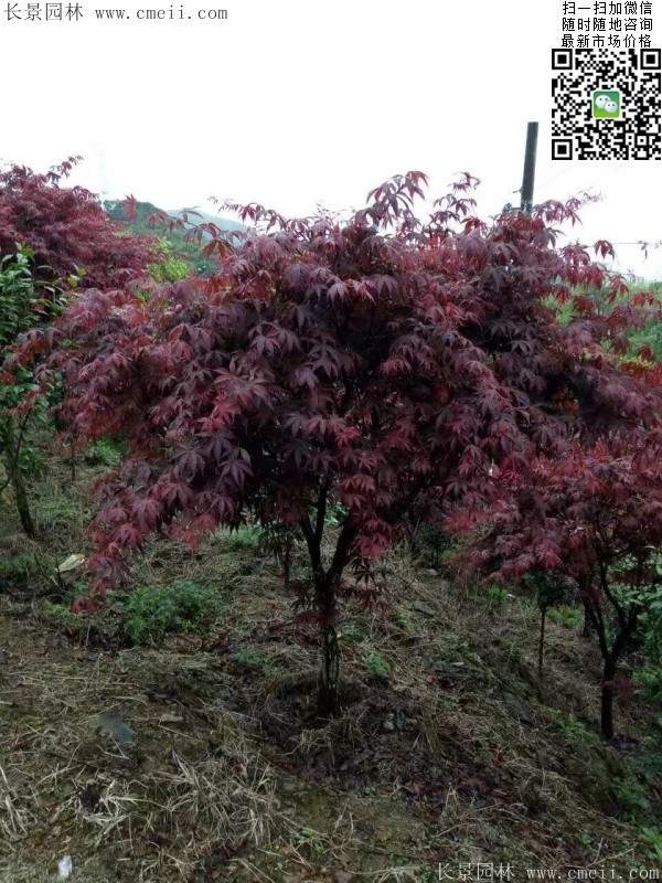 1.2、1.5、1.8米的紅楓樹