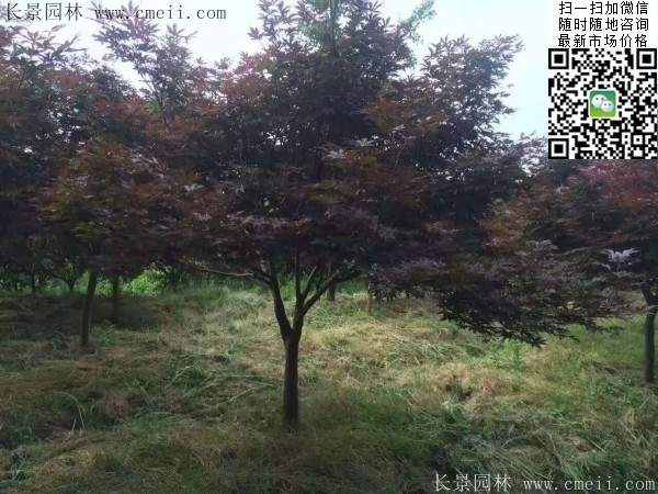 1.2、1.5、1.8米的紅楓樹