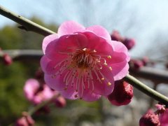 聽說“日本櫻花”和“紅梅”還是近親呢，你知