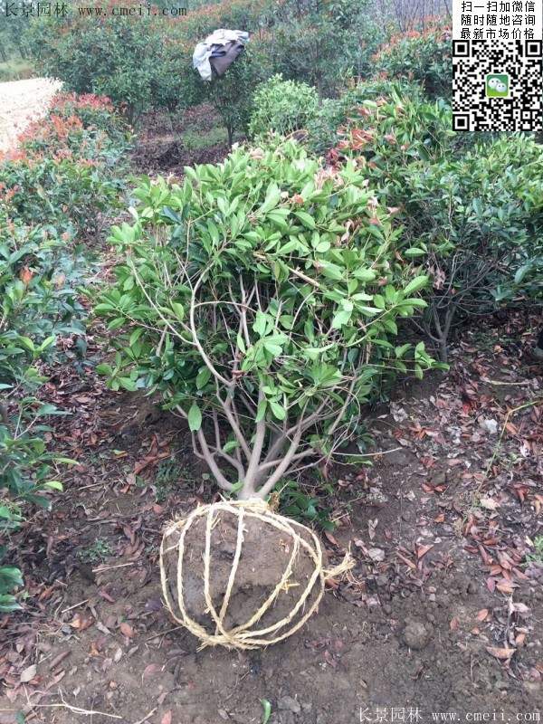 紅葉石楠--長景園林 紅葉石楠--長景園林