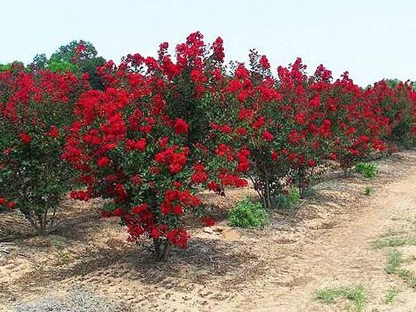 專家告訴你,市場上紫薇花樹價格是多少?