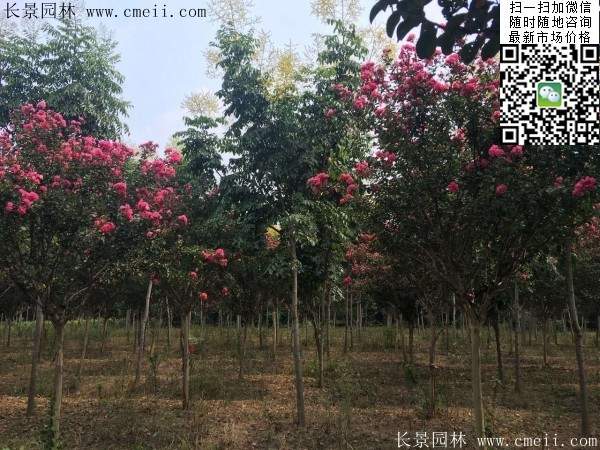 專家告訴你,市場上紫薇花樹價格是多少?