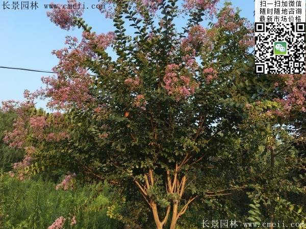 專家告訴你,市場上紫薇花樹價格是多少?