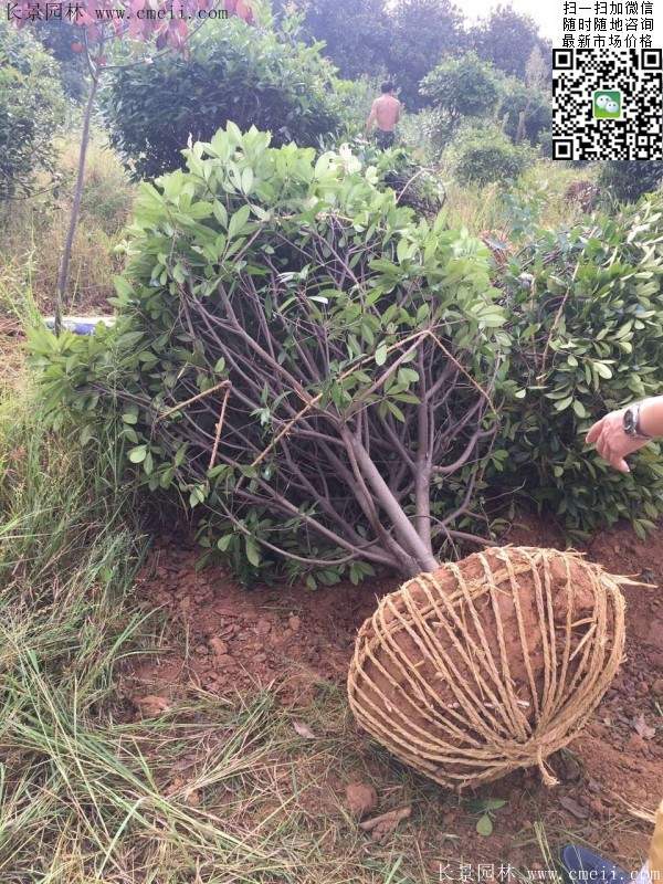 紅葉石楠--長(zhǎng)景園林 紅葉石楠--長(zhǎng)景園林