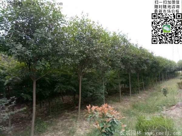 紅葉石楠樹--長景園林 紅葉石楠樹--長景園林