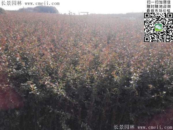 火棘--長(zhǎng)景園林 火棘--長(zhǎng)景園林