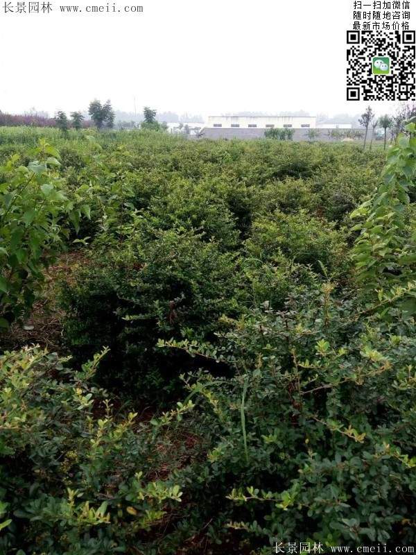 火棘--長(zhǎng)景園林 火棘--長(zhǎng)景園林