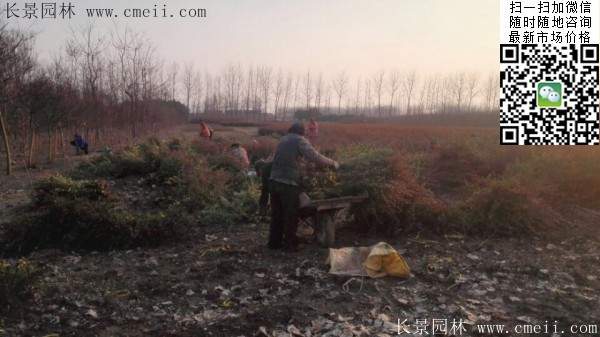 火棘--長(zhǎng)景園林 火棘--長(zhǎng)景園林